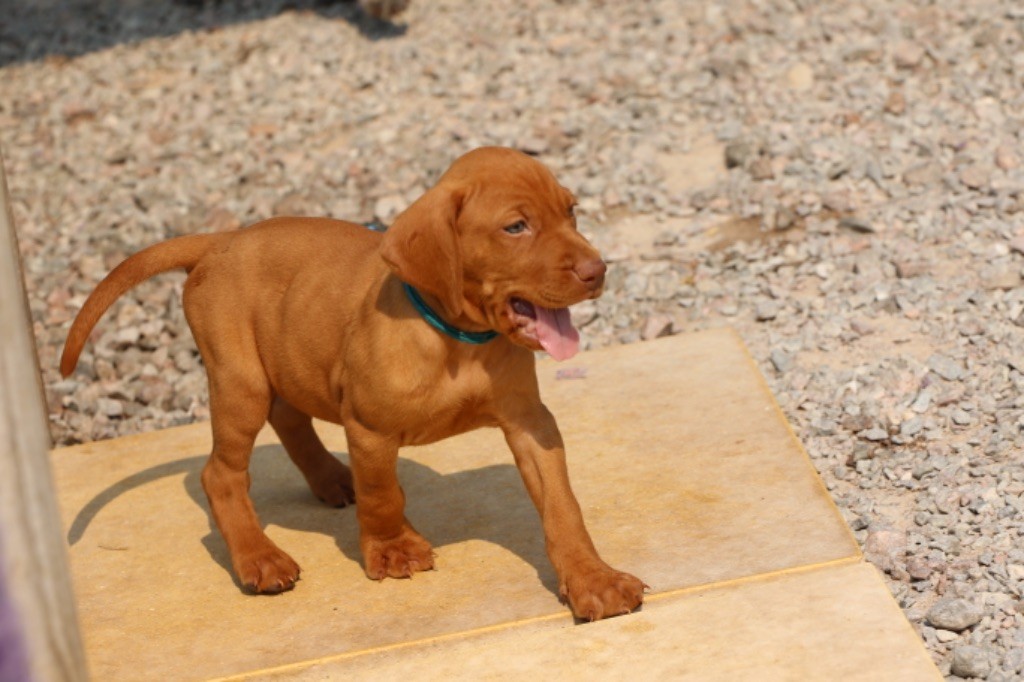 Chiot Elevage Des Bois De La Fessille Eleveur De Chiens Braque