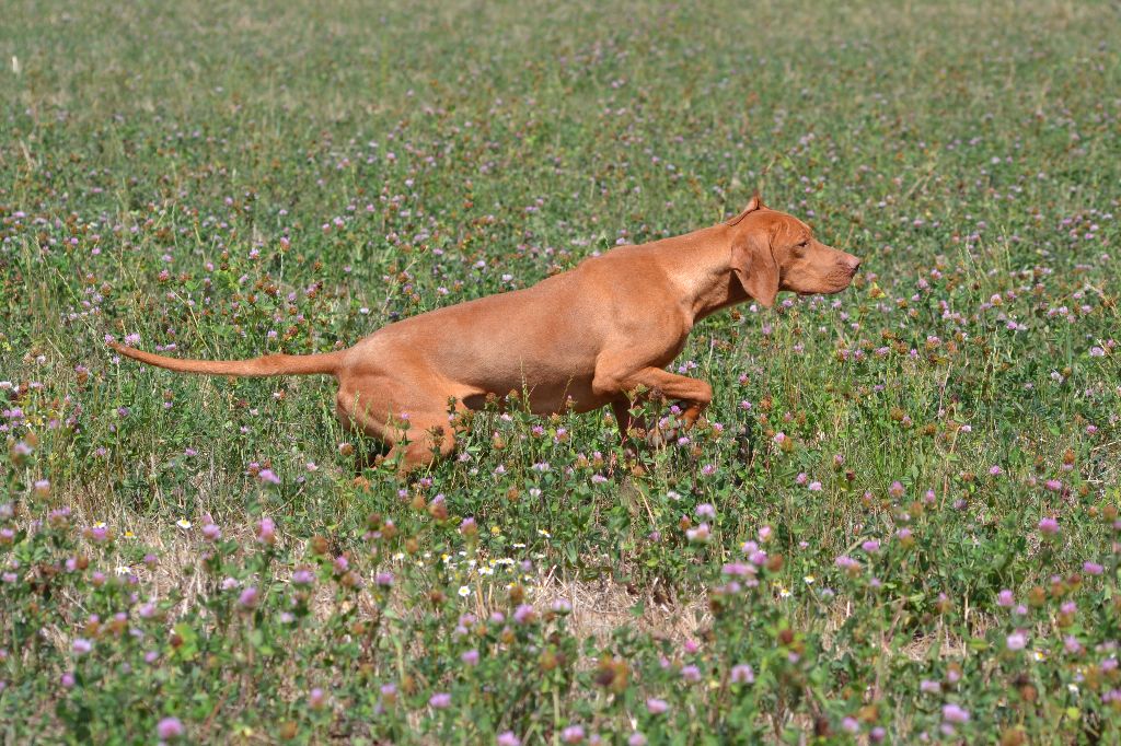 Elevage Des Bois De La Fessille Eleveur De Chiens Braque Hongrois