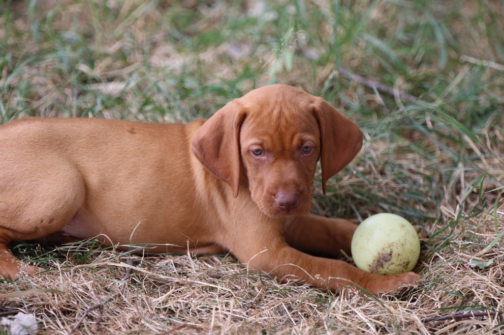 des Bois de la Fessille - Chiots disponibles - Braque hongrois à poil court (Vizsla)