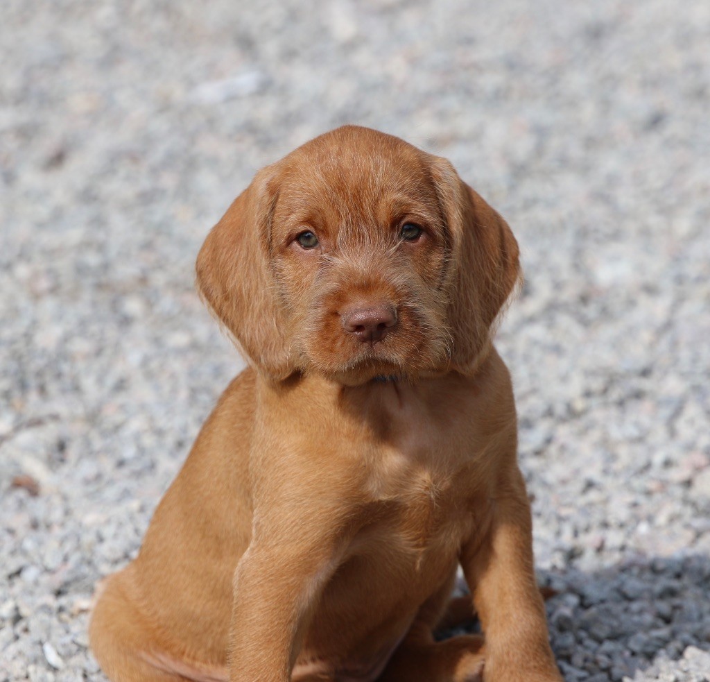 des Bois de la Fessille - Chiots disponibles - Braque hongrois à poil dur