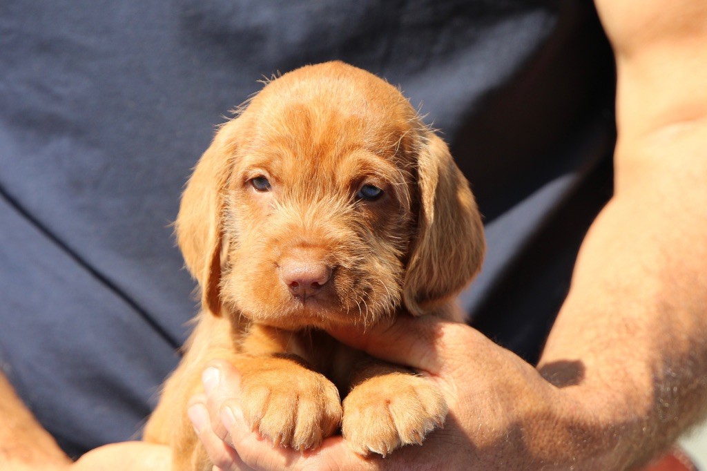 des Bois de la Fessille - Chiots disponibles - Braque hongrois à poil dur