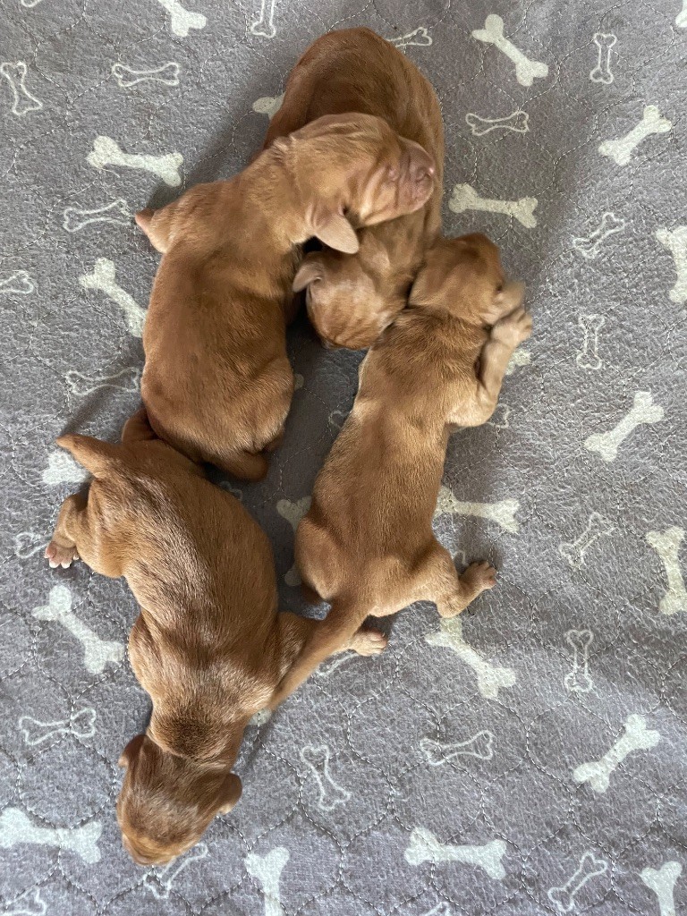 des Bois de la Fessille - Chiots disponibles - Braque hongrois à poil dur