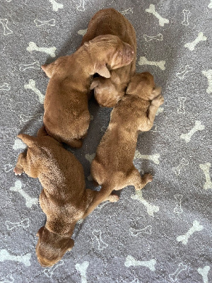 CHIOT 1