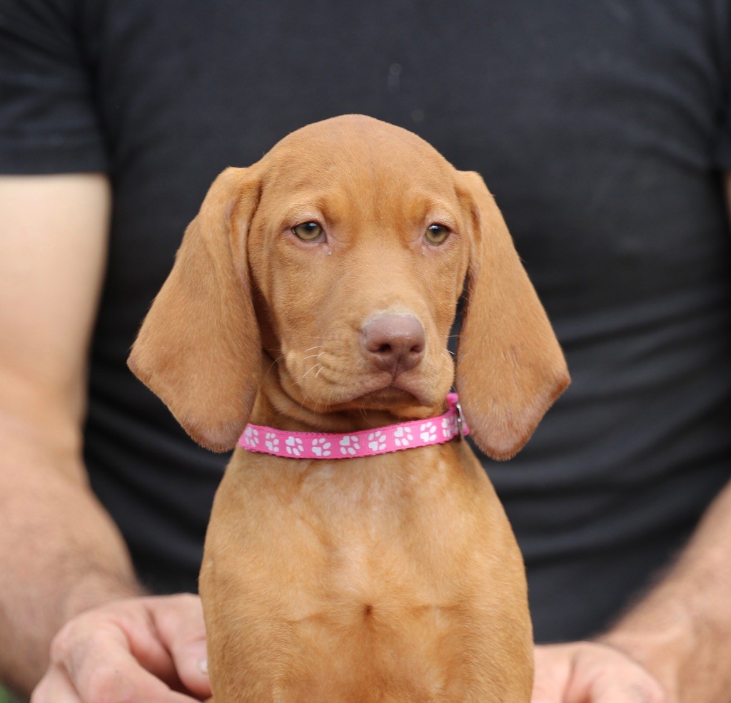 des Bois de la Fessille - Chiots disponibles - Braque hongrois à poil court (Vizsla)