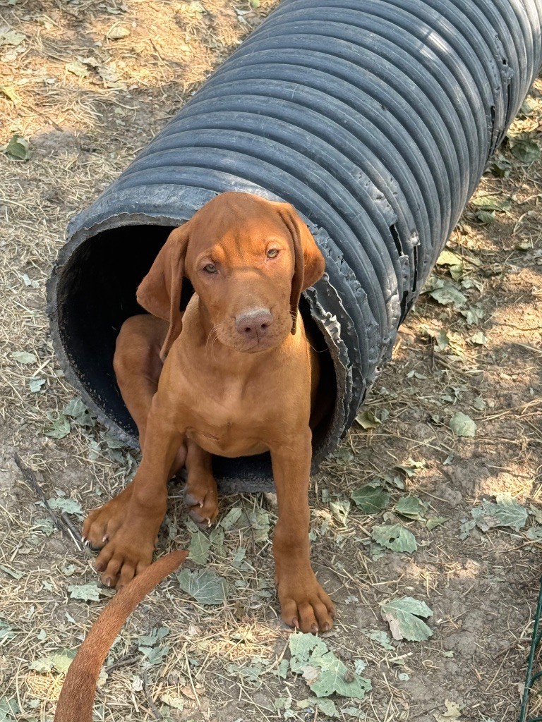 des Bois de la Fessille - Chiots disponibles - Braque hongrois à poil court (Vizsla)